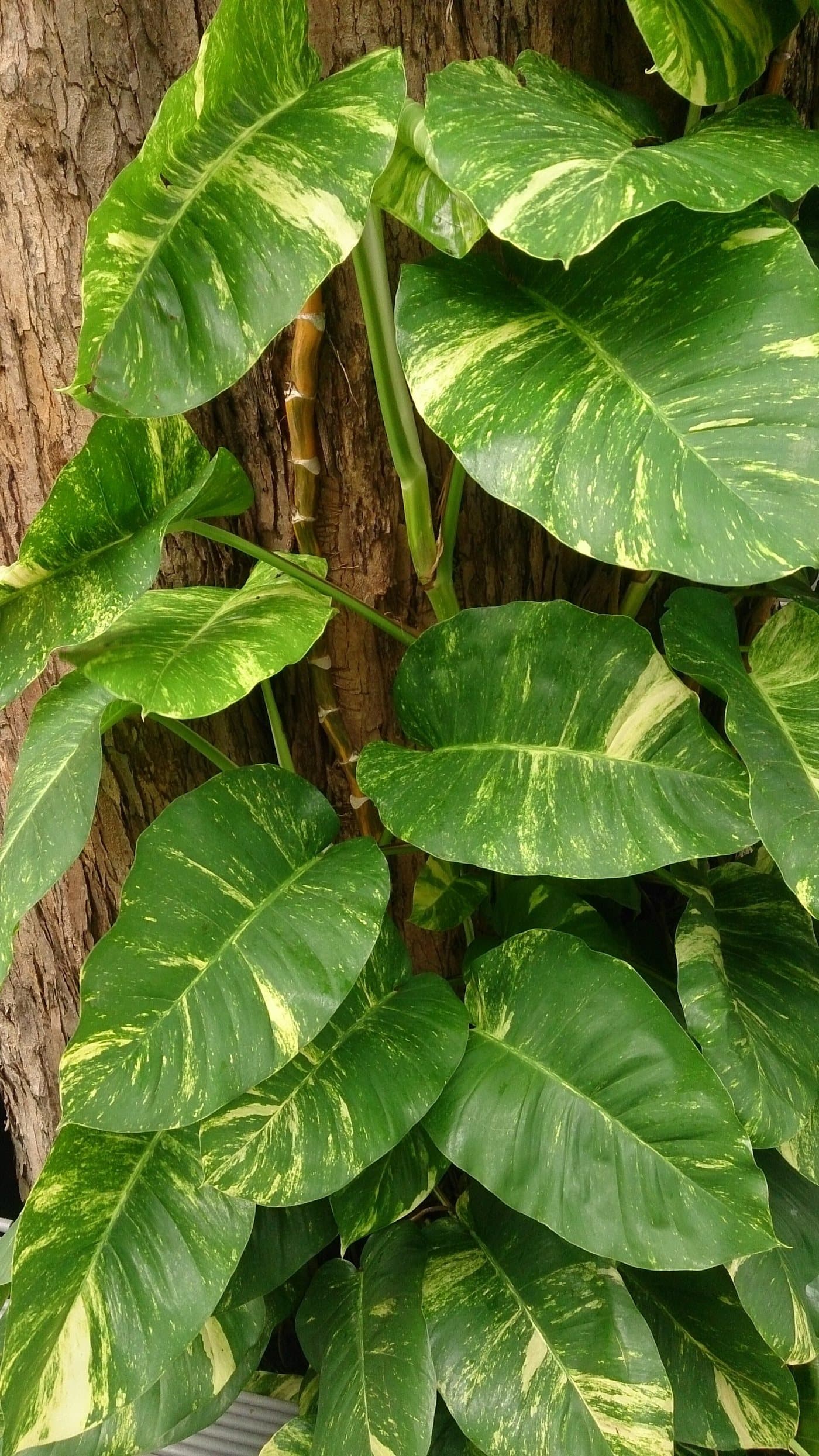 Foto van Scindapsus (Epipremnum aureum)