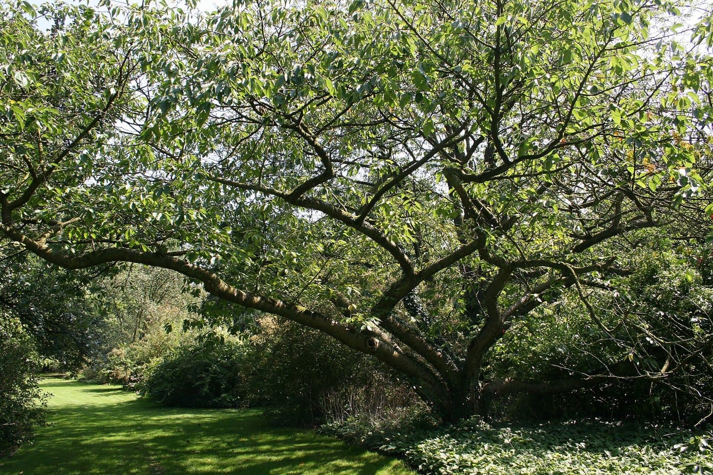 Foto van Japanse sierkers (Prunus serrulata)