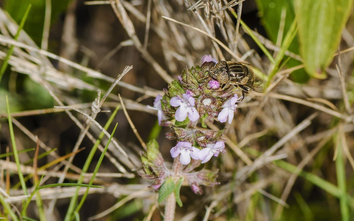 Foto van Echte tijm (Thymus vulgaris)