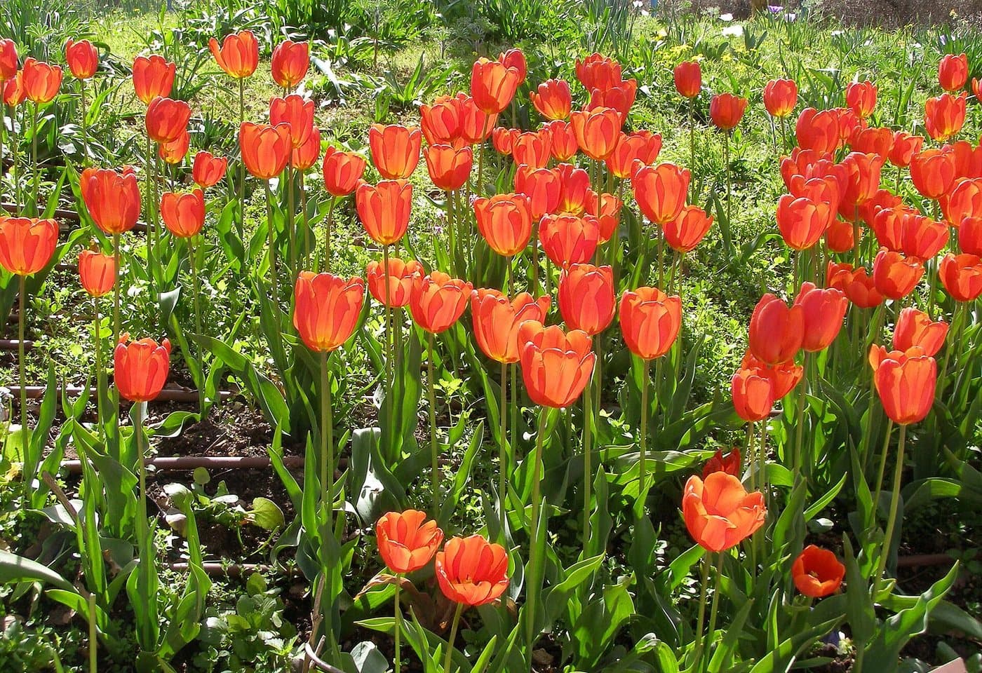 Foto van Tulp (Tulipa)