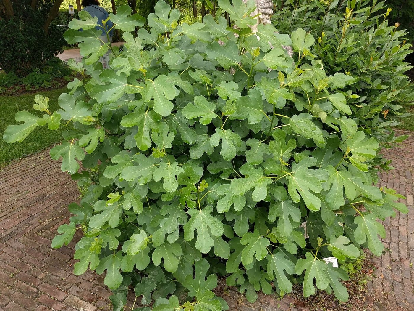 Foto van Vijg (Ficus carica)