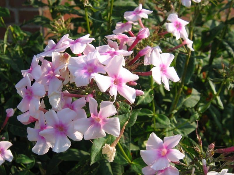 Foto van Vlambloem (Phlox paniculata)