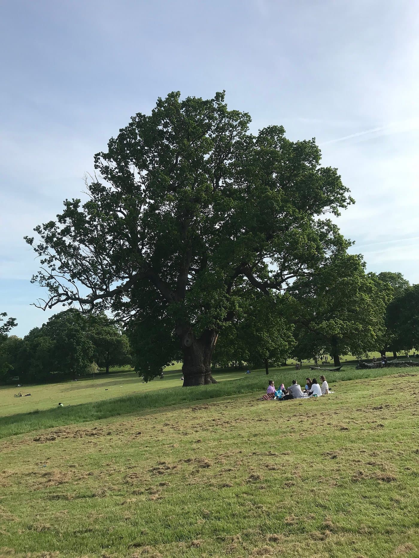 Foto van Zomereik (Quercus robur)