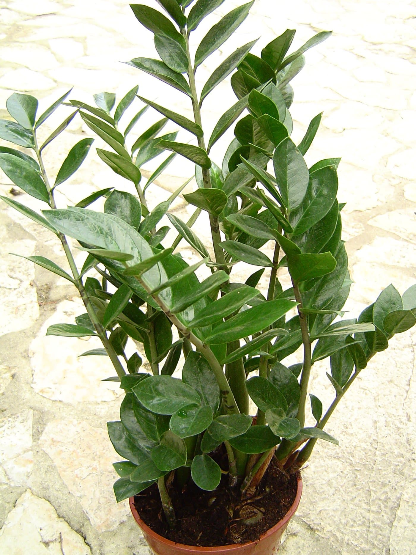 Foto van ZZ-plant (Zamioculcas zamiifolia)